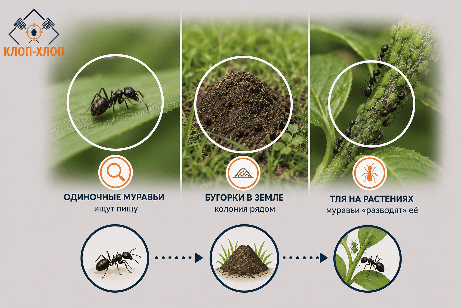 Как вовремя заметить муравьев